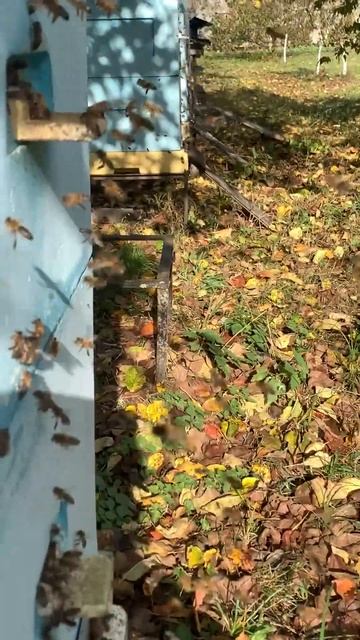 ЖИВУ в ДЕРЕВНЕ. БЕЛАРУСЬ смотреть онлайн