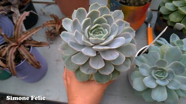 VASO E replante QUE FAZ sua plantinha durar MAIS E A IMPORTANCIA DA CIRCULAÇÃO DE AR ENTRE VASOS. смотреть онлайн