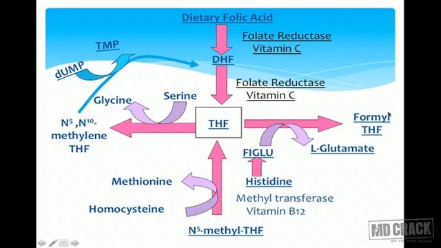 Water soluble vitamins Part 04 смотреть онлайн