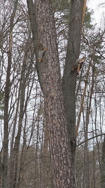 Белки и звуки природы в парке смотреть онлайн