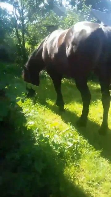 Гарна кобила кличка Циганка жеребна покищо не продається смотреть онлайн