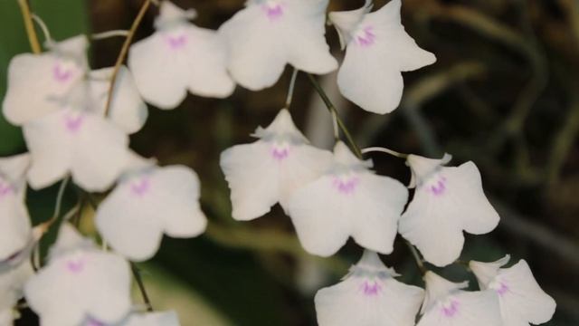 Orchid Bloom and Spike Tour смотреть онлайн