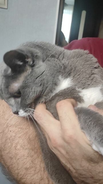 Кошка Буся смотреть онлайн