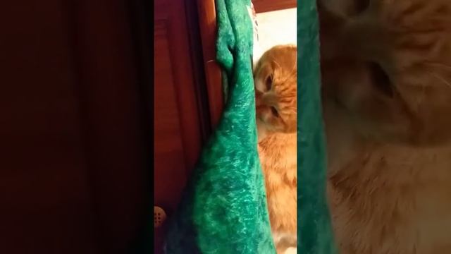 Рыжик-тигр смотреть онлайн