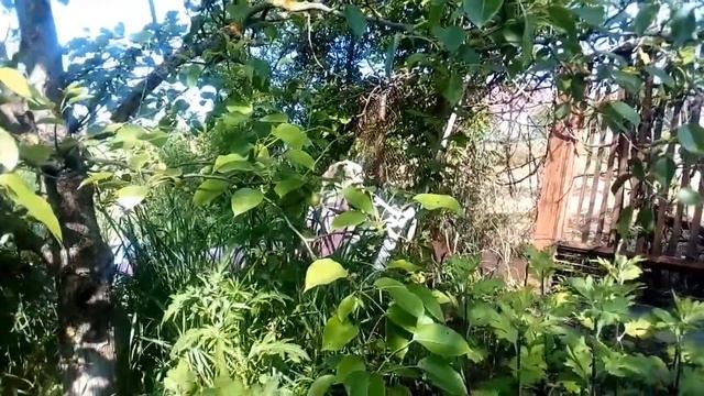 Влог.Утро и растения. смотреть онлайн