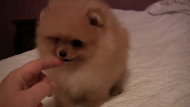 померанский шпиц смотреть онлайн