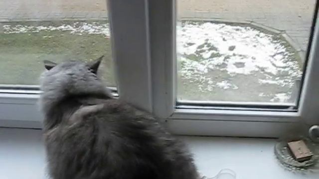 Кот и голуби. Охота смотреть онлайн