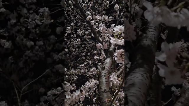 Ночная сакура.... Такая красота, невозможно наглядеться смотреть онлайн