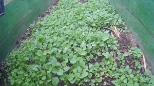 Посадка картофеля в коробе