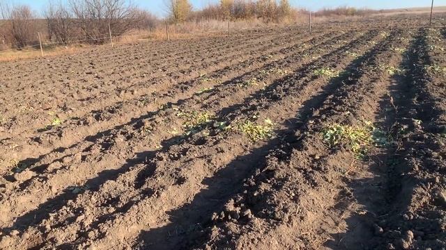 РАССАДА ФРИГО ГОТОВА !!! ИТОГИ СЕЗОНА ВЫРАЩИВАНИЯ КЛУБНИКИ смотреть онлайн