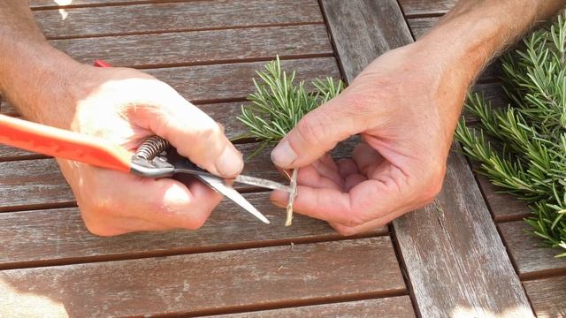 Viele Kräuter über Stecklinge vermehren - Rosmarin, Basilikum, Thymian, Minze, einfache Anleitung смотреть онлайн