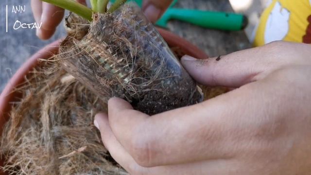 Variegated Giganteum Blizzard Propagation by Air Layering смотреть онлайн