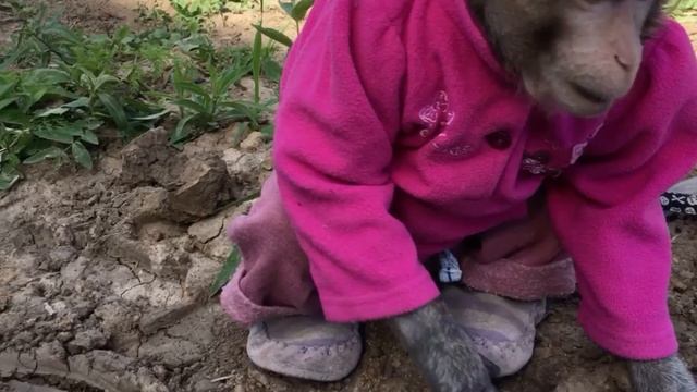 Знакомство с окрестностями и соседями (домашние макаки) смотреть онлайн