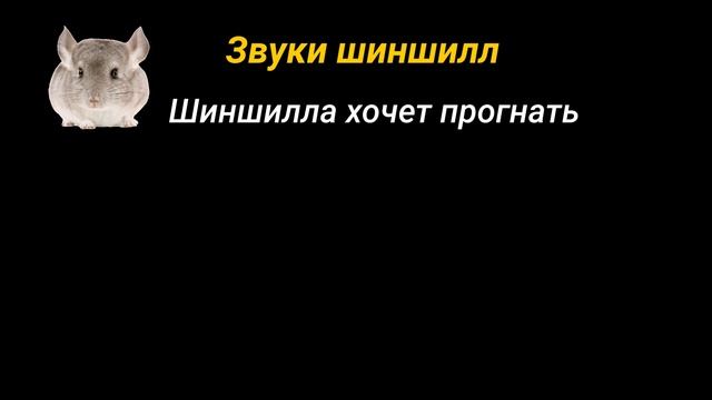 Звуки шиншилл и их значение смотреть онлайн