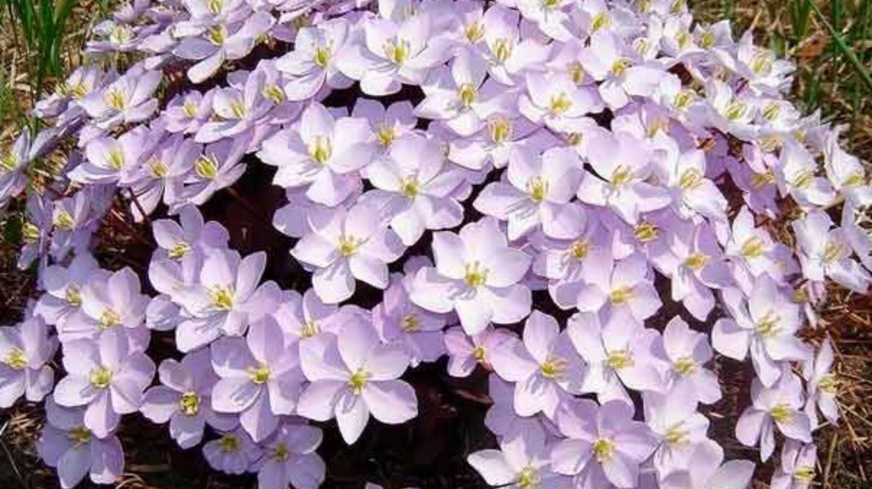 5 неприхотливых цветов, которые должны быть в каждом саду! Посадите эти растения в своем саду смотреть онлайн