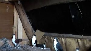 Голубь Спартак (1)