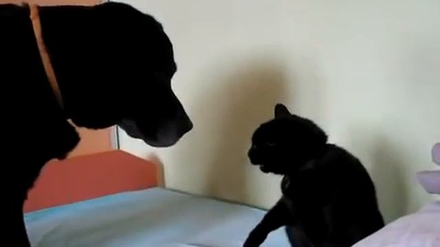dog vs cat(fight) смотреть онлайн