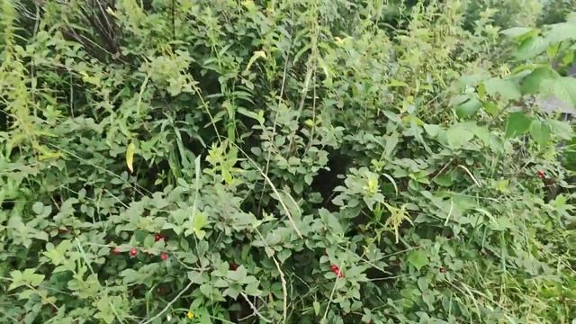 Покос травы На даче металлист Комсомольске-на-амуре смотреть онлайн