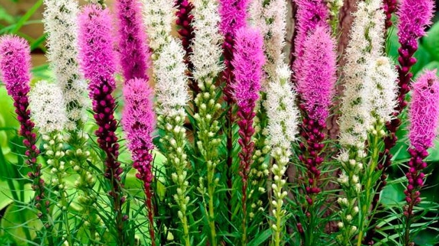 Лиатрисы. Растение для вертикального озеленения смотреть онлайн