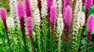 Лиатрисы. Растение для вертикального озеленения