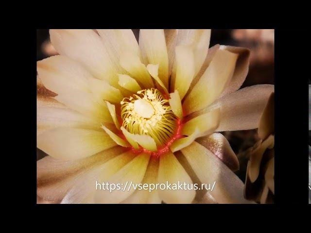 Хочу опубликовать бесплатно объявление о продаже суккулентов смотреть онлайн