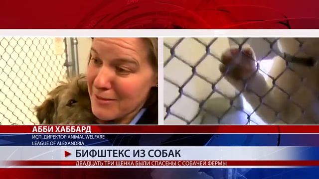 БИФШТЕКС ИЗ СОБАК смотреть онлайн