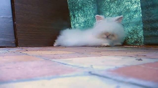 Angora Rabbit - Stories Northern Christmas marathon смотреть онлайн