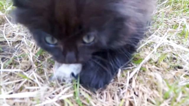 Чёрная смородина смотреть онлайн