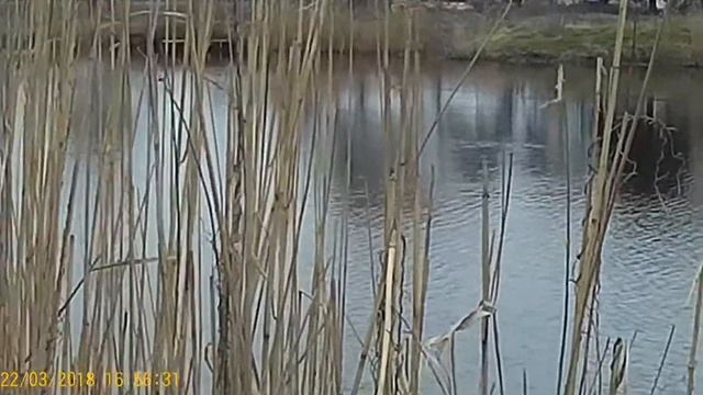 охота на утку с псп