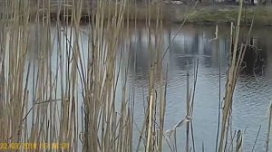 охота на утку с псп