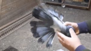 Николаевские голуби Пеева Андрея,  г. Одесса