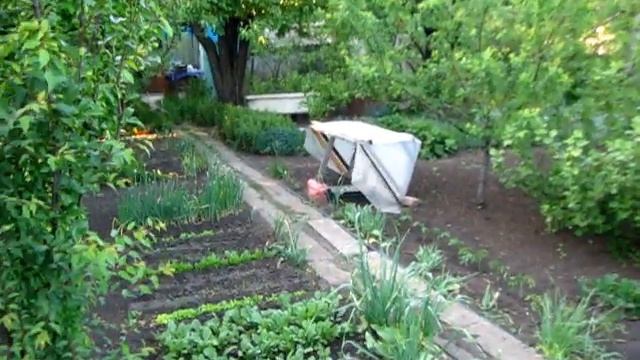 РАССАДА ОГУРЦОВ которую сами вырастили в парнике смотреть онлайн