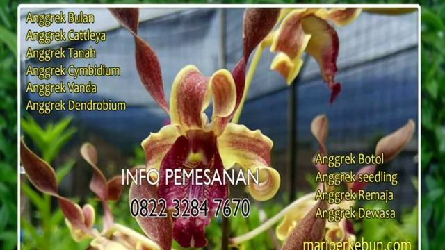 Wa 0822 3284 7670 bibit anggrek di klaten смотреть онлайн