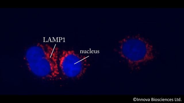 Protein labeling and conjugation смотреть онлайн