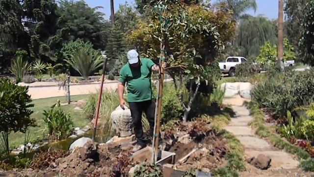 Proper Planting of 24" Box Fruit Trees - Non Citrus & Avocado смотреть онлайн