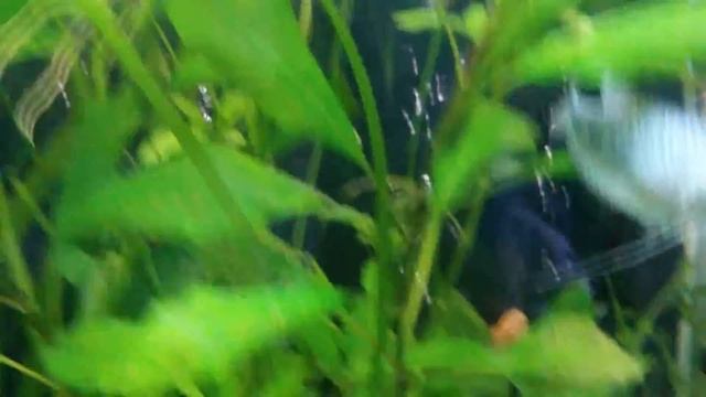 My aquarium 250 litres After 12 month "Barbus AB-1200F, Light 2х30 vt, 1200х380х650" смотреть онлайн