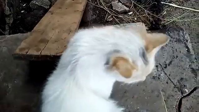 Кіт з голубими очима смотреть онлайн