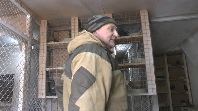 НИКОЛАЕВСКИЕ ГОЛУБИ. ОБЗОР САМОЙ СТАРОЙ ЛИНИИ НАШИХ ГОЛУБЕЙ. NIKOLAEVSKIE PIGEONS. смотреть онлайн