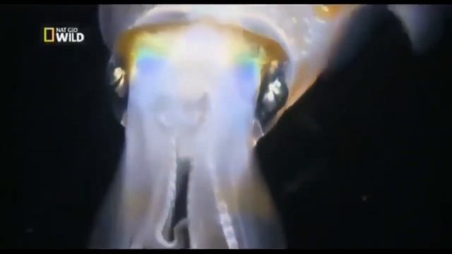 Тайны океана, Подводный мир