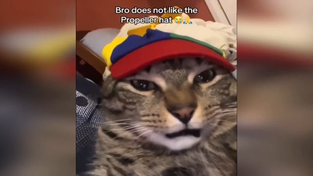 Кошки не умеют думать 2025 [№1]