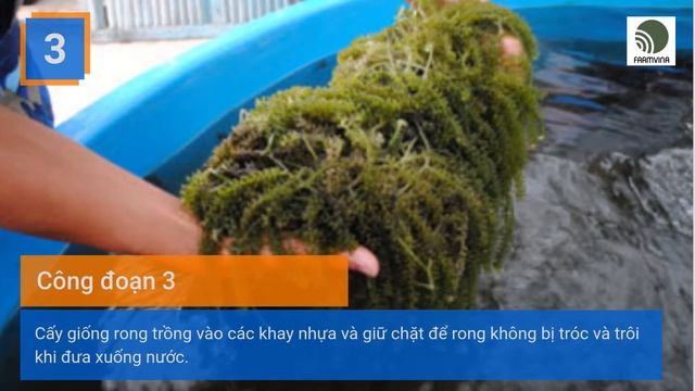 8 công đoạn trồng rong nhỏ biển смотреть онлайн