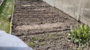 Посев лука чернушки на севок. В ЧЕМ ПРИЕМУЩЕСТВО?