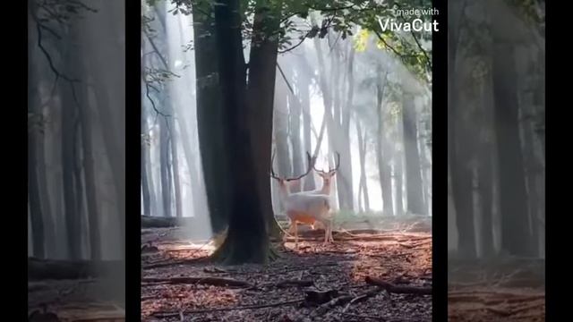 Осенняя мелодия.🍁 Музыка, исполнение, видеомонтаж Заури Оспановой, оркестровка Владимира Ростовцева смотреть онлайн
