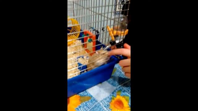 Хомячек пуховичек часть 2