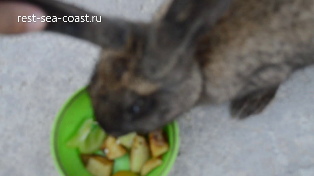 Свиньи и кролик в контактном парке Голубицкой смотреть онлайн