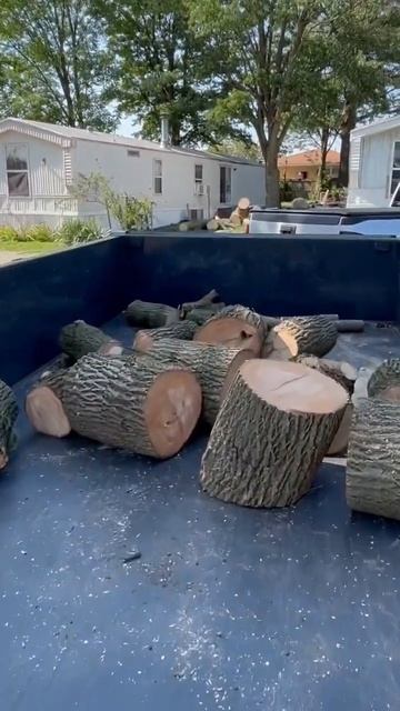 Major Tree Service Ash Score! #shorts #firewood #lamar смотреть онлайн