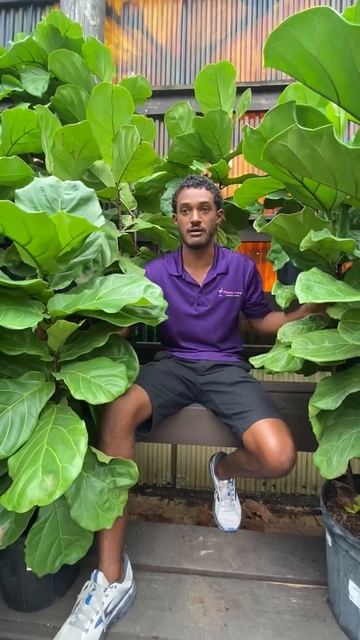 Ficus Fiddle Leaf смотреть онлайн