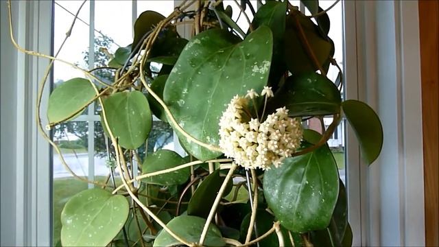 A Visit With Hoya Latifolia (IML 0088)