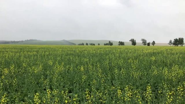 АО «Комсомолец», Забайкальский Край, 24.06.2018: рапс зацвёл смотреть онлайн