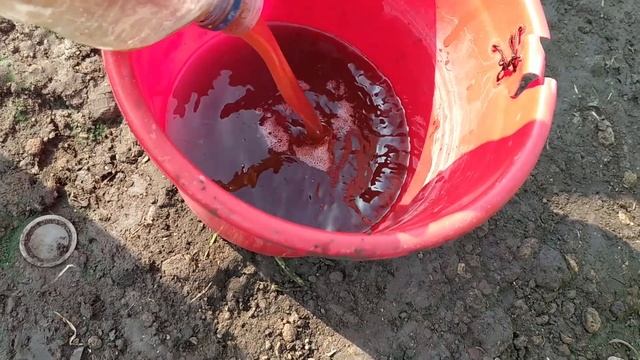 Manfaat Urine kelinci untuk pertanian, Petani milenia Bawang merah Nganjuk. usaha mandiri смотреть онлайн
